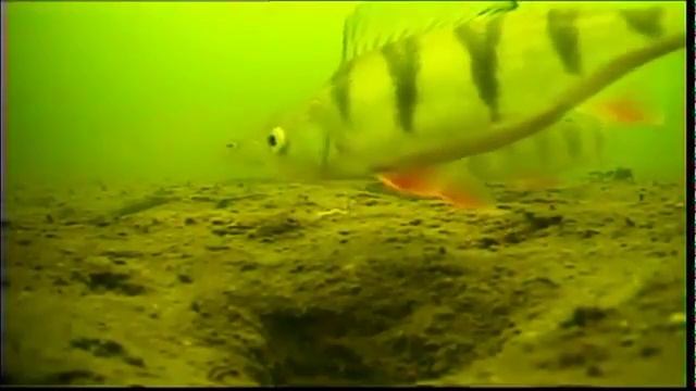 Подводная Камера для рыбалки ЯЗЬ-52 Компакт смотреть онлайн