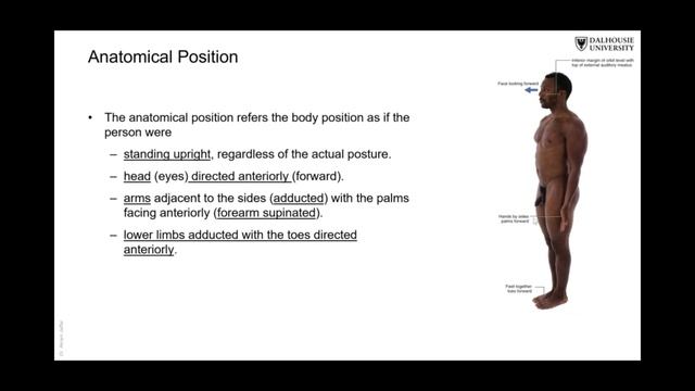 The Anatomical Position смотреть онлайн