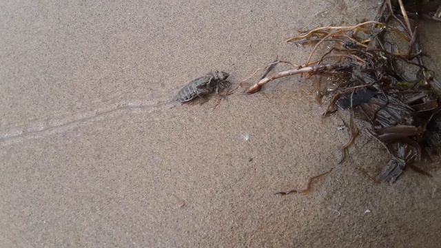 Реальная речная нимфа выходит на берег!!! 15.06.22 Северная Двина, о.Краснофлотский смотреть онлайн