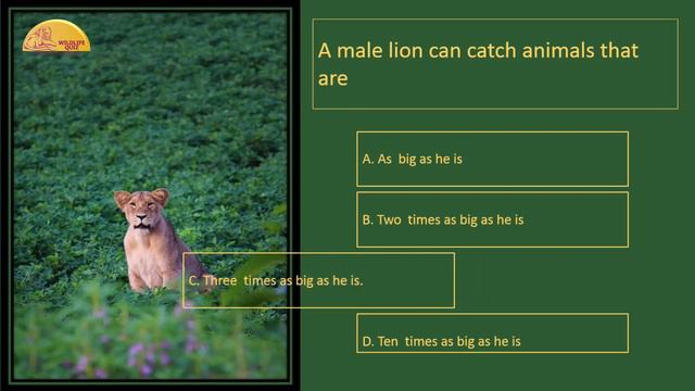 WILDLIFE QUIZ LION SPECIAL સિંહ વિષેશ смотреть онлайн