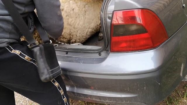 Привезли барана , посмотрели как выгладит 50% потомство этих текселей смотреть онлайн