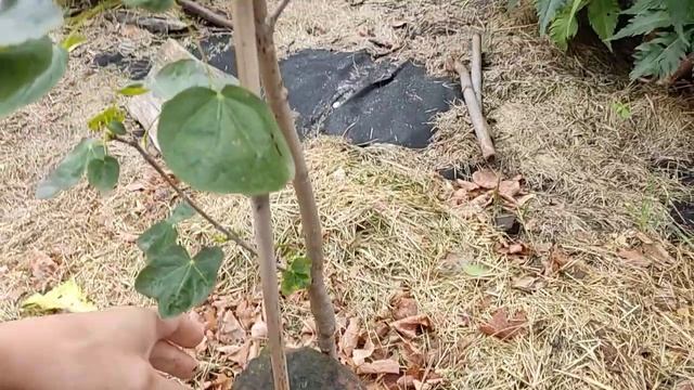 Acer platanoides Tharandt. Клен гостролистий Трант,Сарант смотреть онлайн