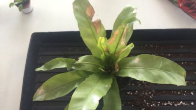 Plant Rescue: Asplenium nidus | Bird's Nest Fern | Fern Care смотреть онлайн