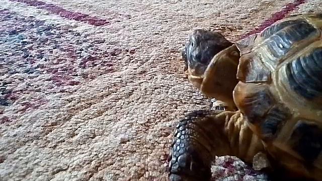 Сухопутная черепаха смотреть онлайн