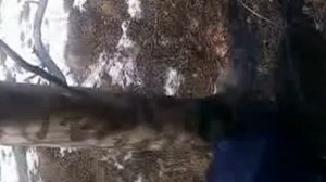 Как правильно спилить дерево урок 2