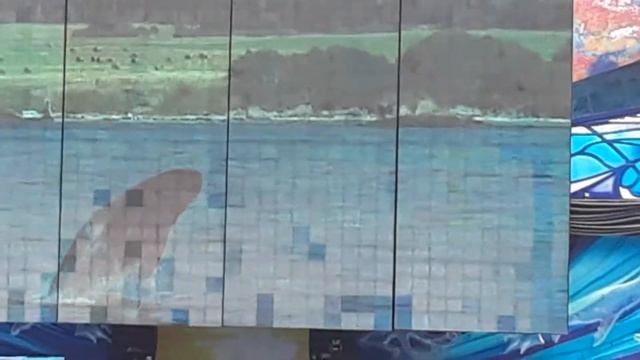 Shamu sea world adventure смотреть онлайн