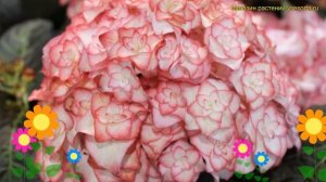 Гортензия крупнолистная Ю энд Ми Мисс Саори. Краткий обзор hydrangea macrophylla You & Me Miss Saor