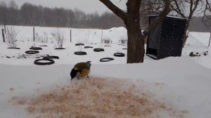 #122 Где живут синицы зимой? Что едят синички зимой?  #зима#синички #кормушка