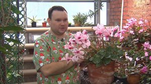 Уход за цикламенами зимой