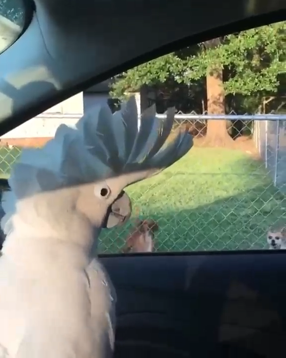 Какаду лает на собак смотреть онлайн