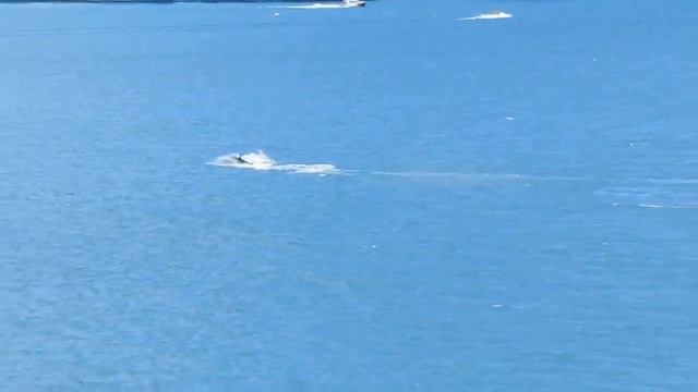 Акула механическая - водный аттракцион смотреть онлайн