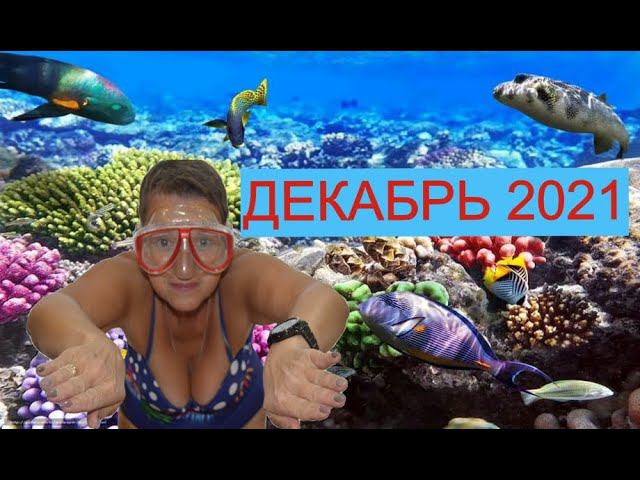 ЧЕСТНО О ПЛЯЖЕ.И ПРЕКРАСНОЕ МОРЕ!!! SHARM PLAZA. ОТДЫХ В ЕГИПТЕ В ДЕКАБРЕ 2021. смотреть онлайн