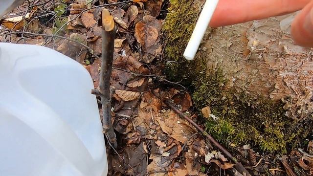 Как собирать Березовый Сок на Аляске в Апреле / How to Harvest Birch Water in Alaska смотреть онлайн