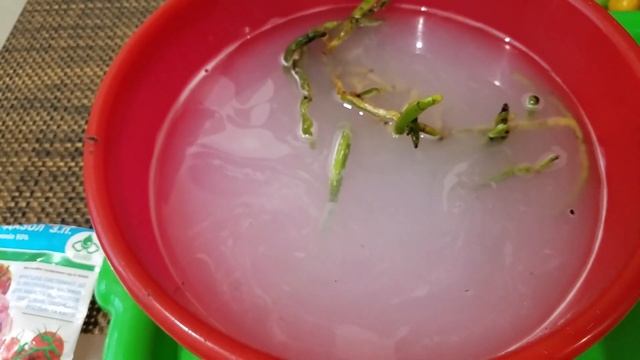 Орхидея Alladin пропадает, что случилось, почему желтеют листья????Поможет ли фундазол? 24.11.2020 смотреть онлайн