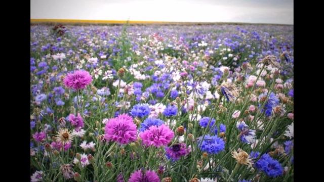 ЮРИЙ АНТОНОВ У БЕРЁЗ И СОСЕН смотреть онлайн