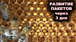 Развитие пчелопакетов через 3 дня после покупки.