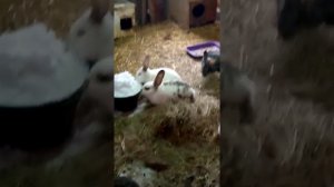 Мои ушастики