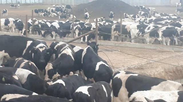 Какой вид содержания выбрать при откорме быков? +79656176005 WhatsApp пишите. смотреть онлайн