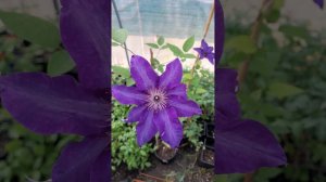 Клематис Президент