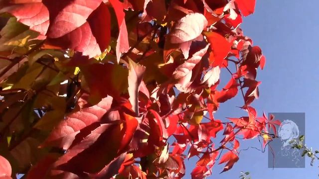 ВИНОГРАД ДЕВИЧИЙ ИЛИ ВИНОГРАД ВИЧИ, ЧТО ЛУЧШЕ ПОСАДИТЬ!? смотреть онлайн