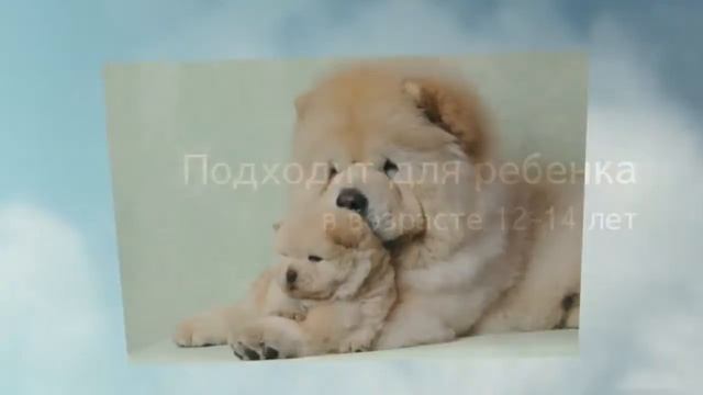 Породы собак - Чау чау. [Chow Chow (Dog Breed)] смотреть онлайн