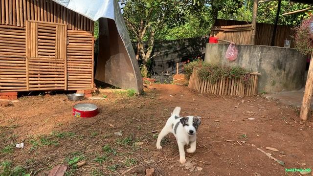 Manh Make a playground for puppies, Make a bed of soil to plant Gladiolus flowers on Tet смотреть онлайн