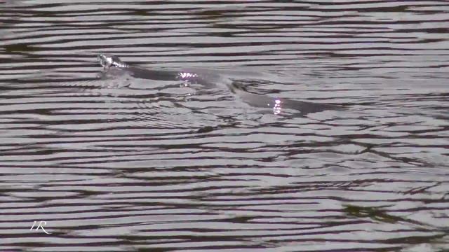 Swimming Grass snake (Natrix natrix) смотреть онлайн