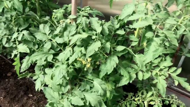 Невероятно!! Созрели огурцы!! Собираем урожай в теплице. смотреть онлайн