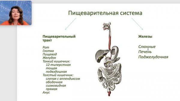 Пищеварительная система: общий план строения