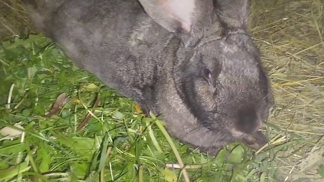 19.05.2023года. Сколько крольчат в окроле? Новоя клетка для кроликов #врек #кролики_разведение смотреть онлайн