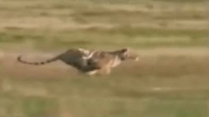 Нападения Тигра на Людей и на зверей слабонервным не смотреть