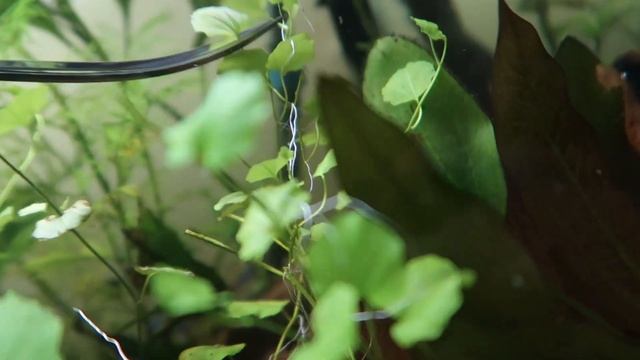 Cardamine Lyrata : Care Guide/Plant review смотреть онлайн