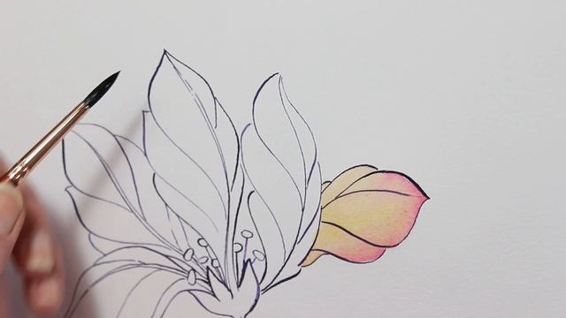Process of drawing a flower from imagination: sketch, ink & watercolors (Real time, voice over) смотреть онлайн