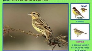 Дубровник. Овсянка. Голоса птиц