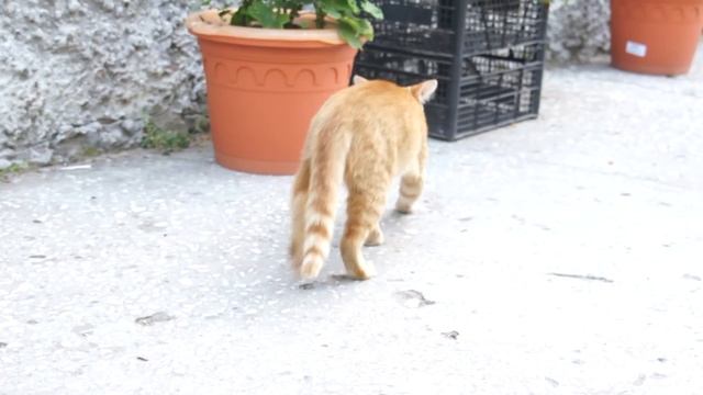 КОТ ТАНЦУЕТ БРЕЙК (B-BOY CAT) смотреть онлайн