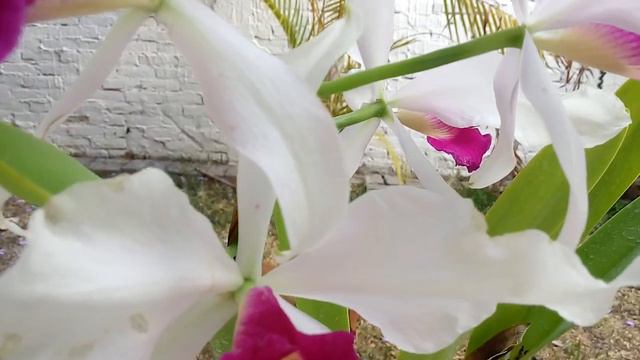 Cattleya purpurata "#1" × Cattleya warscewikzii semi alba смотреть онлайн