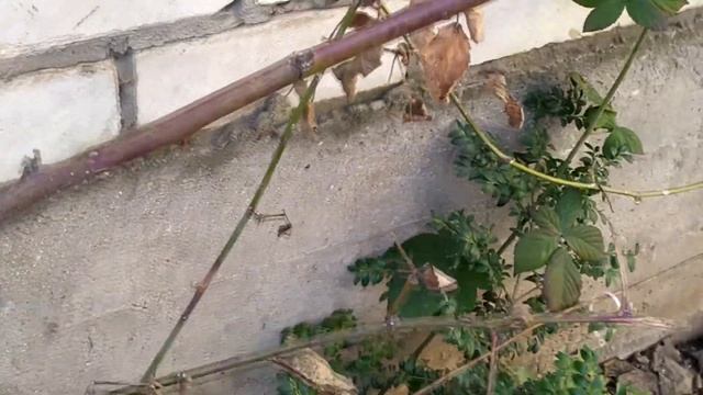 Ежевика безшипный сорт Логанберри — один из малино–ежевичных гибридов