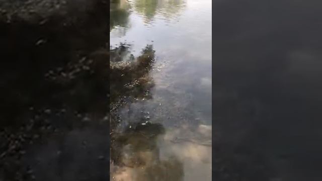 Video of Wilson Canyon, NV from Kristina B. смотреть онлайн