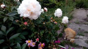 Кот и роза Прикс Пи Джей Редут Prix PJ Redoute rose 1