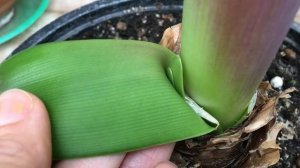 ОТЛИЧИЯ гиппеаструма и амариллиса