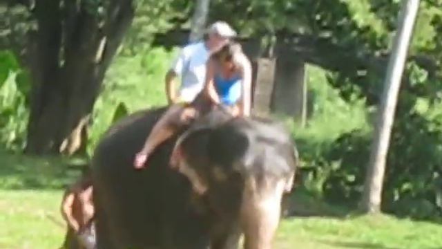 покатушки на слоне.AVI смотреть онлайн