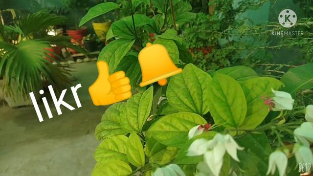 Bleeding Heart plant ( grow,care and propagation) смотреть онлайн