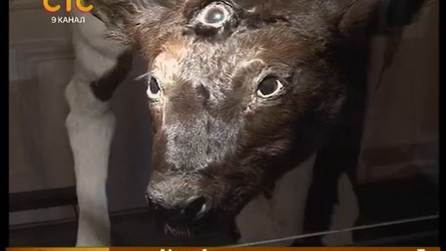 Необычное в мире природы смотреть онлайн