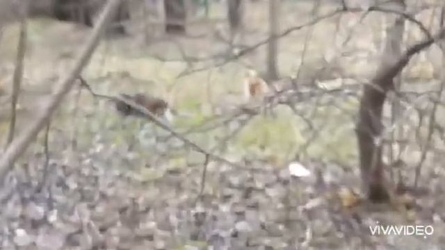 Сегодня вышли на прогулку.😘😘😘😘Аминка играет с кошкой😂😂 смотреть онлайн