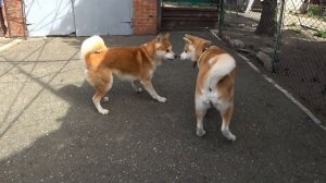 #Собачья Свадьба породы Акита.