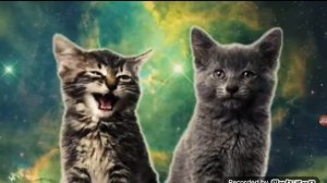 Котята поют мяу! мяу!
