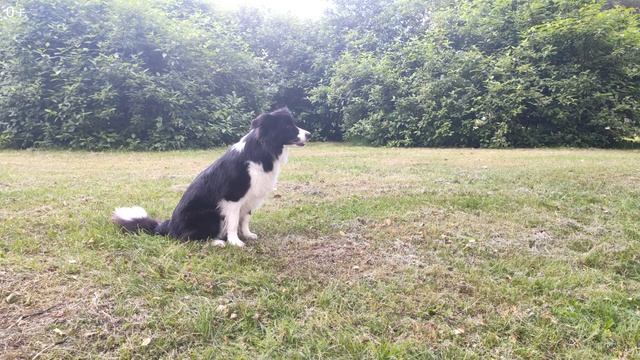 Игры и Obedience тренировка с Бордер-колли Шанти
