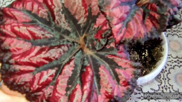 Большой обзор бегоний в предновогодние дни, как за год выросли мои бегонии. смотреть онлайн