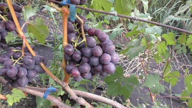 ЗАРЯ НЕСВЕТАЯ ранний сорт с красивым мускатом смотреть онлайн