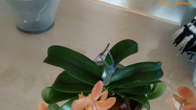 ИРЕН ДОБКИН. Асконопсис. Год дома и пол года цветения. Asconopsis Irene Dobkin 'Elmhurst' HCC/AOS. смотреть онлайн